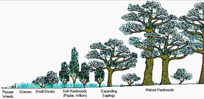 Secondary succession from bare soil to hardwood forest.