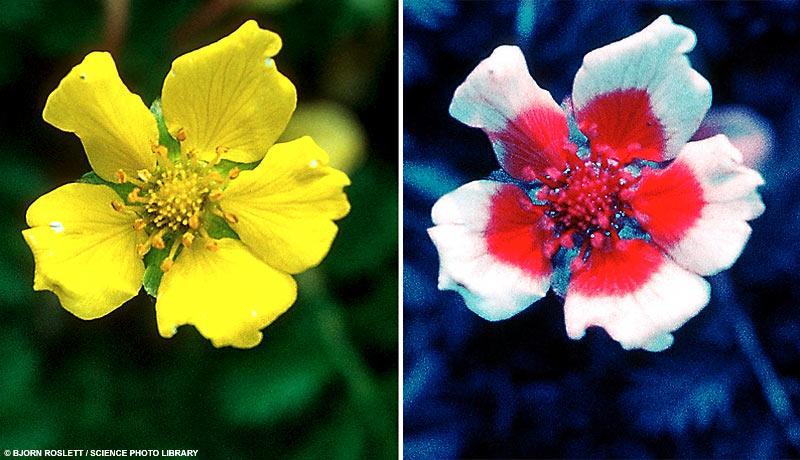 Some insects can see ultraviolet light Humans see yellow flowers
