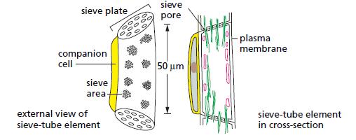 1 st Phloem is involved in the transport of organic solutes in the plant. The main conducting cells (elements) are aligned to form tubes called sieve tubes.