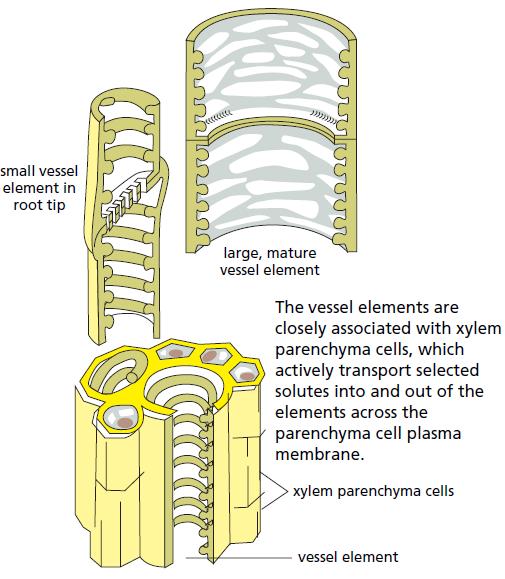 2 nd Xylem carries water and dissolved ions in the plant.