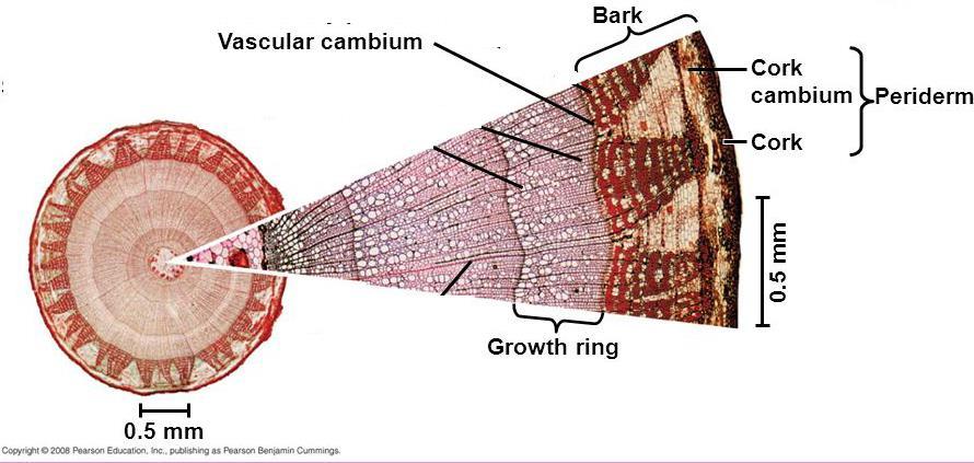 6.1.1.2 Lateral Cambium Meristematic cells for lateral cambium occur: Beneath the bark of trees as: cork cambium, creating