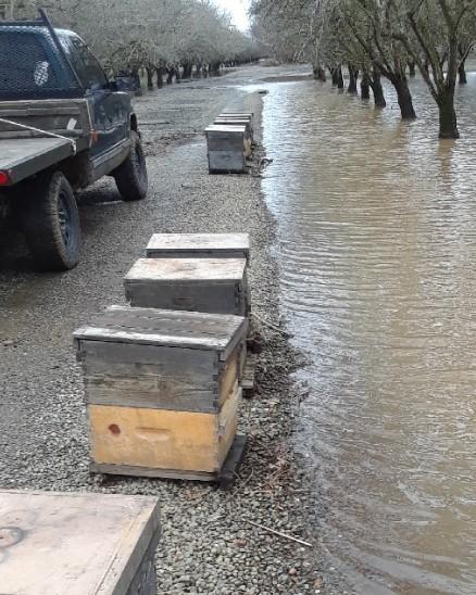 In this orchard in Durham, the water had risen above the hive entrances, but we were able to drag the hives