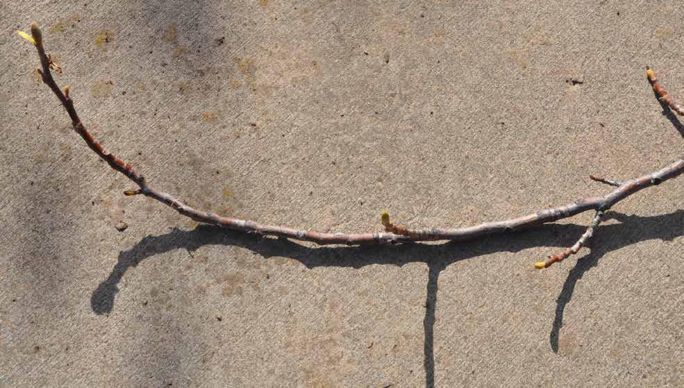 Twig Anatomy showing twig extension/ growth Terminal Bud - 2015 Leaf