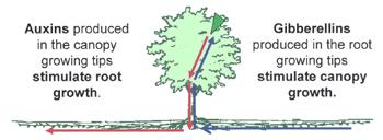 Trees adopt the best strategy for given conditions: root/shoot balance Auxins (terminal