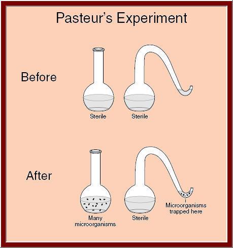 12. The results of Pasteur s experiment helped Pasteur to a. isolate the virus responsible for smallpox b. convince people to cover food c. reject the theory of spontaneous generation d.