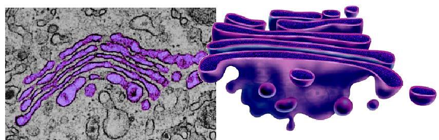 Golgi Apparatus (Transporter) Golgi Locks works at UPS Vesicles (small transport sacs) carry proteins from Ro