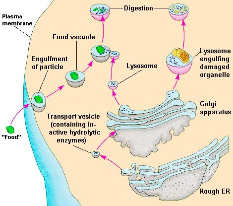 Lysosomes (Suicidal Garbageman) Lysol cleans and breaks down parts Small organelles filled with digestive enzymes They can break down needed materials, used