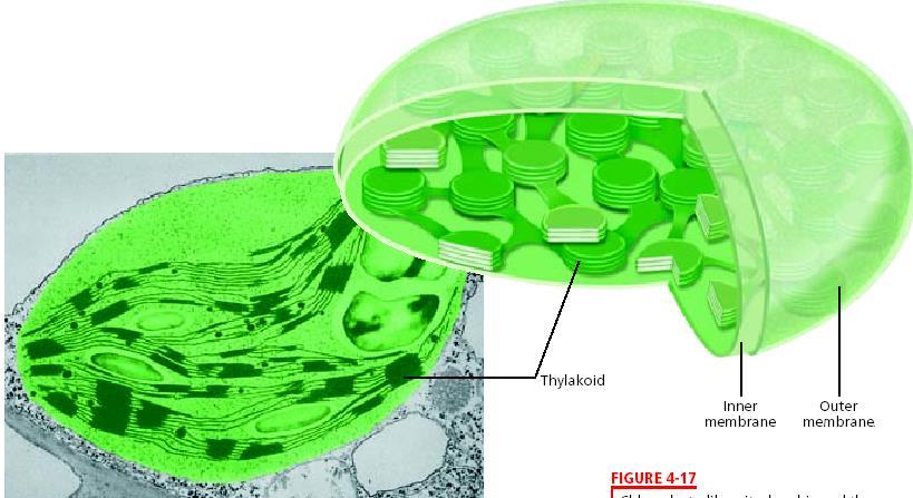 Chloroplasts=endosymbiosis Found in plants, some algae, and some bacteria Converts the sun s