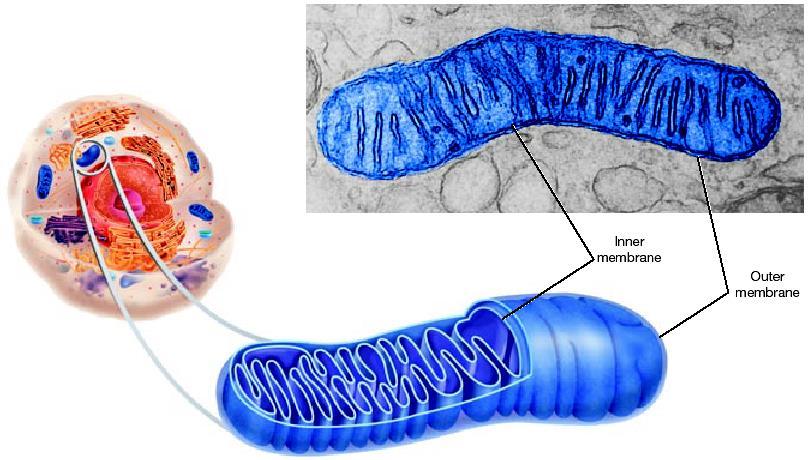 Mitochondria=endosymbiosis cell organelle that releases energy from stored food molecules.