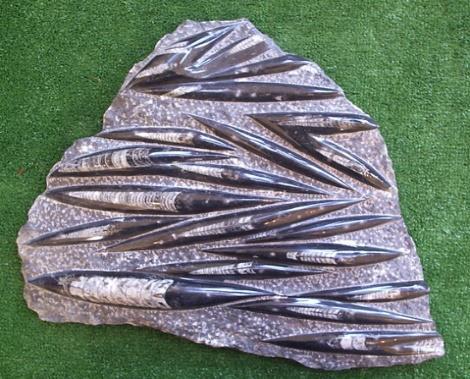 Common petrifying minerals: Quartz (silicification), Calcite (calcification), Iron Pyrite (pyritisation).