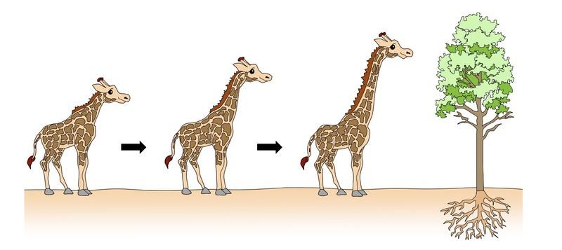 Example: A giraffe with a short neck eventually stretches it out during its lifetime