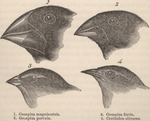 more commonly just called Origin of Species) 5) Darwin was the first