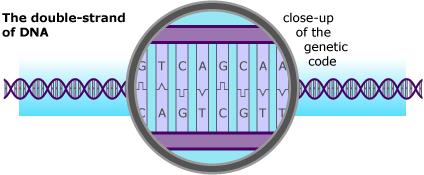 DOES OUR DNA LOOK LIKE THE DNA OF OTHER