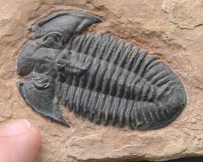 FOSSILS A cast fossil occurs when the