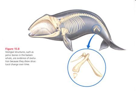 Example: Whales have a pelvic