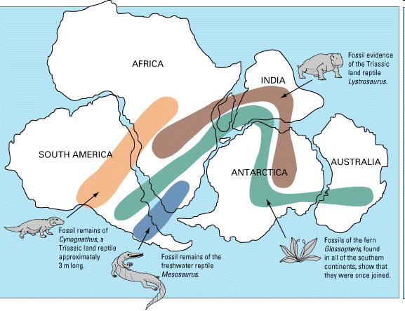 Fossil distribution of these 4 species matches the