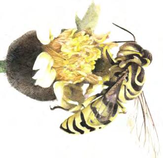 Hundreds of pollinator species, primarily vertebrates, are on the verge of extinction.