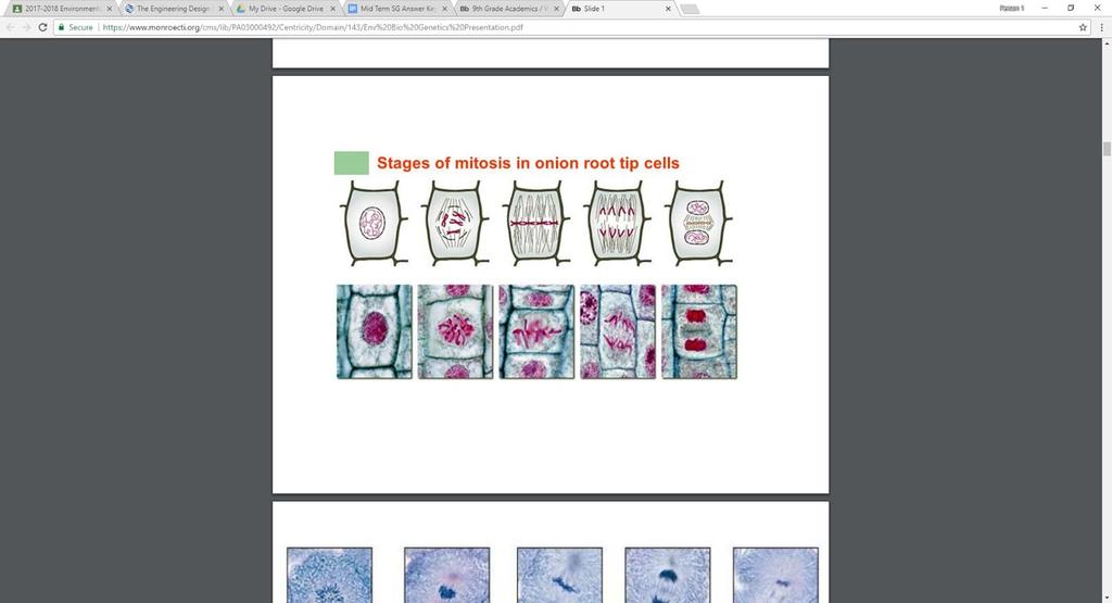 28. Sketch the different stages of the cell cycle 29. Compare benign and malignant tumors 30.