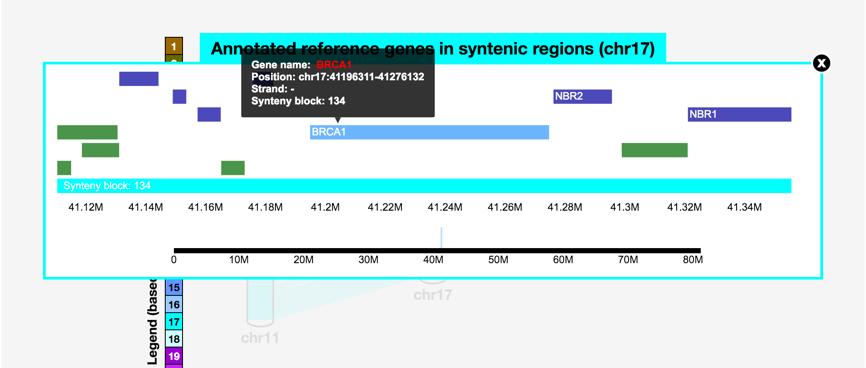 The information includes a synteny block number, the coordinates of reference and target genome.