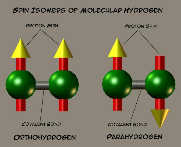 Ortho-hydrogen spins are parallel
