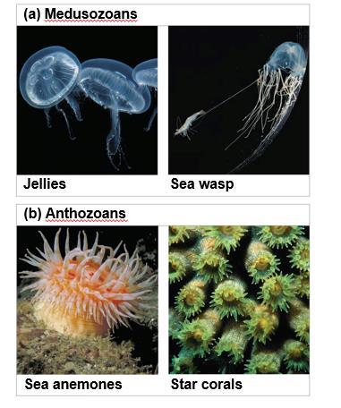Phylum Cnidaria diverged into two major clades, Medusozoa and Anthozoa, early in its