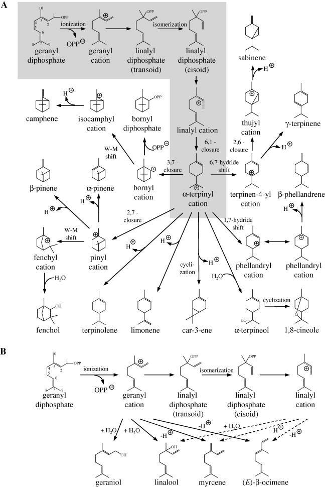 a b Figure S3. Synthesis mechanisms of monoterpenes in grapes obtained from the previous report 25.