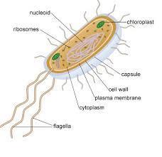 Prokaryotes Prokaryotes: Contain a cell wall made of peptidoglycan Lack internal membranes