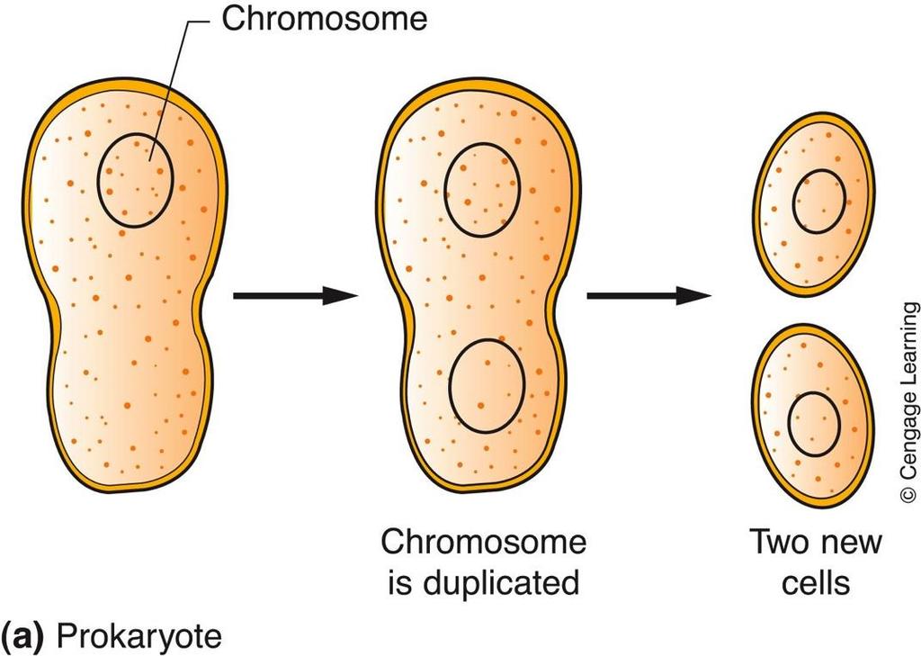 Cellular Reproduction Cell division in