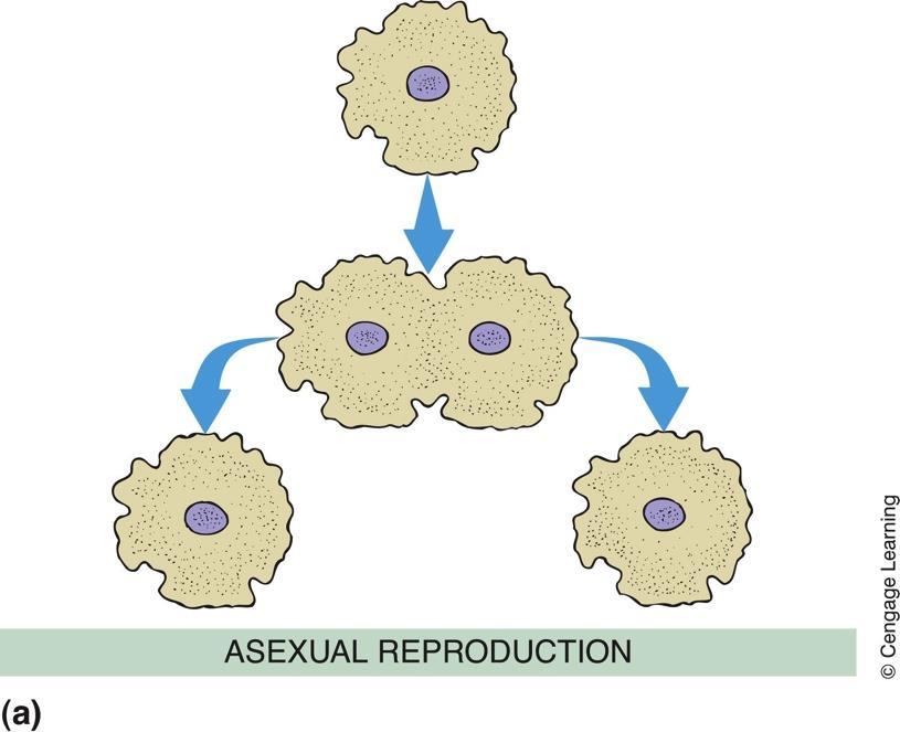 Genes and Natural Selection Role of reproduction in asexual