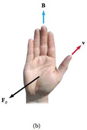 curl your fingers in the direction of B. The direction of v x B, and the force on a positive charge, is the direction in which the thumb points.
