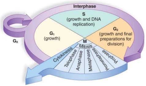 The Cell Cycle is the life cycle of the cell. Interphase is the longest phase of the cell cycle.