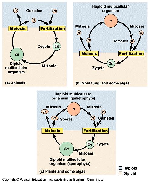 The timing of meiosis and fertilization varies a great deal among species. a) The life cycle of humans and other animals is typical of one major type.