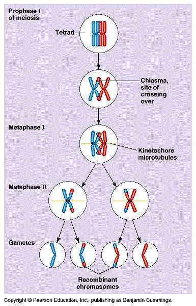C. Origins of Genetic Variation 1.