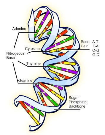 DNA and GENETICS UNIT NOTES NAME: DO NOT LOSE! 1 DNA - Deoxyribose Nucleic Acid Shape is called double DNA has the information for our cells to make.