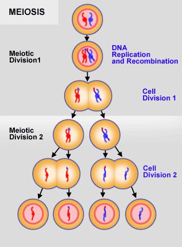 during gamete formation, and unite at fertilization. A gene can exist in more than one form. Organisms inherit alleles for each trait.