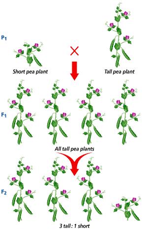 produce short offspring. Mendel then decided to cross short pea plants with tall pea plants. 12 An organism s ( ) is its physical appearance or its visible traits.