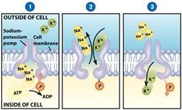 Active Transport Endocytosis Molecular movement Requires energy (against