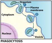 Particles Organisms Large molecules Movement is into cells Types of