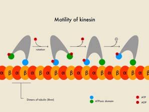 Kinesin/Dyenin motors 10 Origin of cellular motility 11