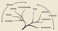 Fungi) Amoebozoa Bikonts Chromalveolata (Ciliophora and