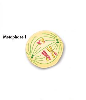 Metaphase I and Anaphase I As prophase I ends, a spindle forms and attaches to each tetrad.