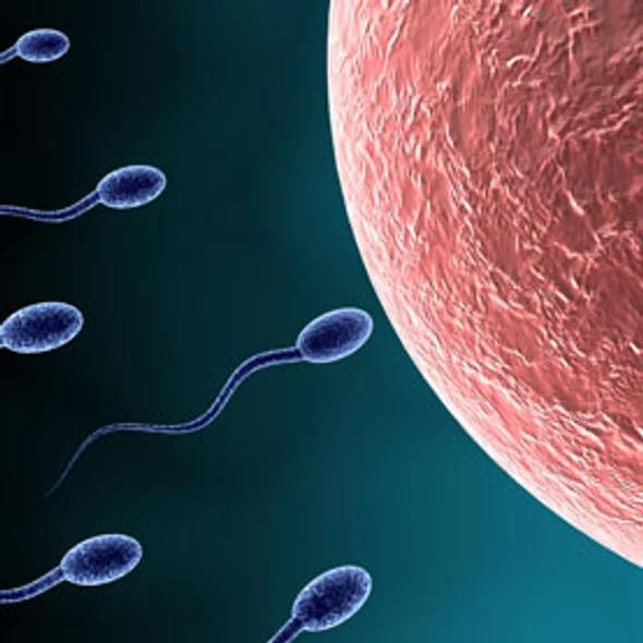 Gametes to Zygotes The haploid cells produced by meiosis II are gametes. In male animals, these gametes are called sperm.