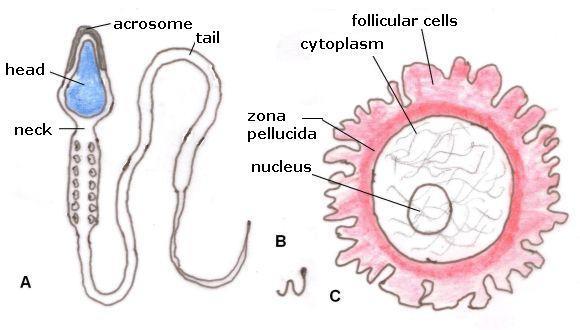Gametes to Zygotes Fertilization the fusion of male and female gametes generates new combinations of