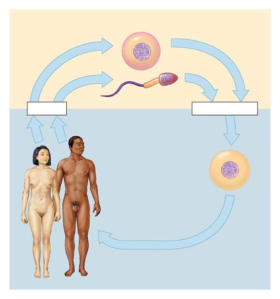 Sexual life cycles Involve the alternation of haploid and diploid stages Meiosis Haploid gametes (n = 23) n Egg cell n