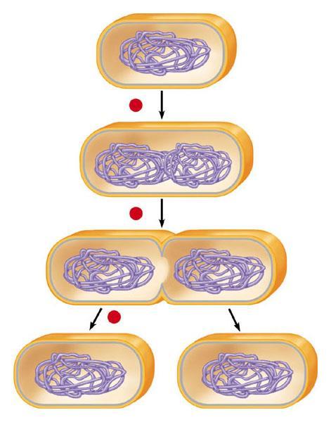 As the cell replicates its single chromosome, the copies move apart And the growing membrane then divides the cells Prokaryotic chromosome 1 2 Plasma membrane