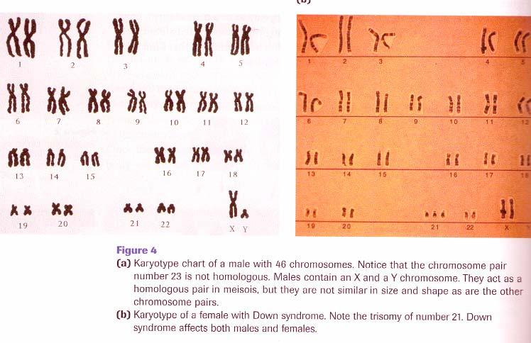 Karyotype of Normal Male