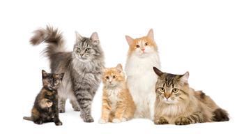Why Do Individuals of the Same Species Look Different? Why do some cats have short hair and some cats have long hair?