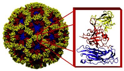 Large molecular assemblies: X-ray crystallography and Cryo-EM X-ray structure