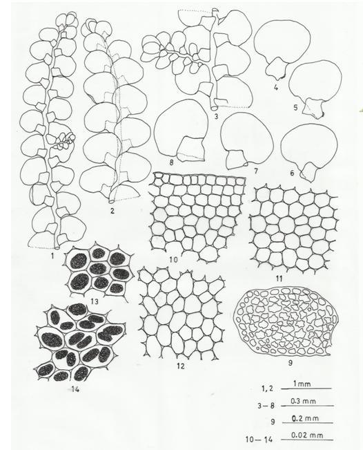 Figure 3. Radula javanica Gottsche. Figures 1-14 Figures 1-3.