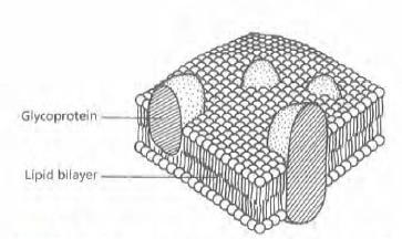 Cell Membrane In the cell membrane, the two layers of phospholipids are arranged such that the hydrophobic tails point towards each other and form a fatty, hydrophobic centre, while the ionic